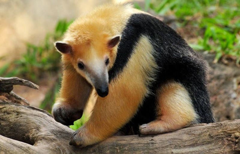 oso-ormiguero-1