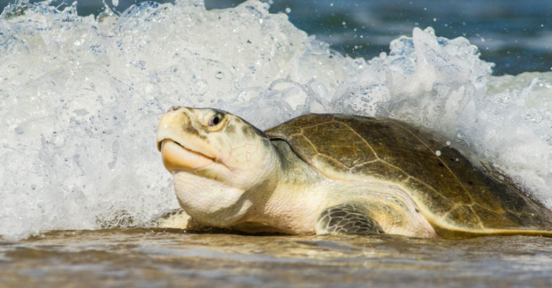 tortuga_lora