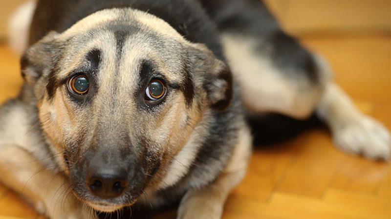 Pirotecnia asusta a las mascotas, ¡protégelas!