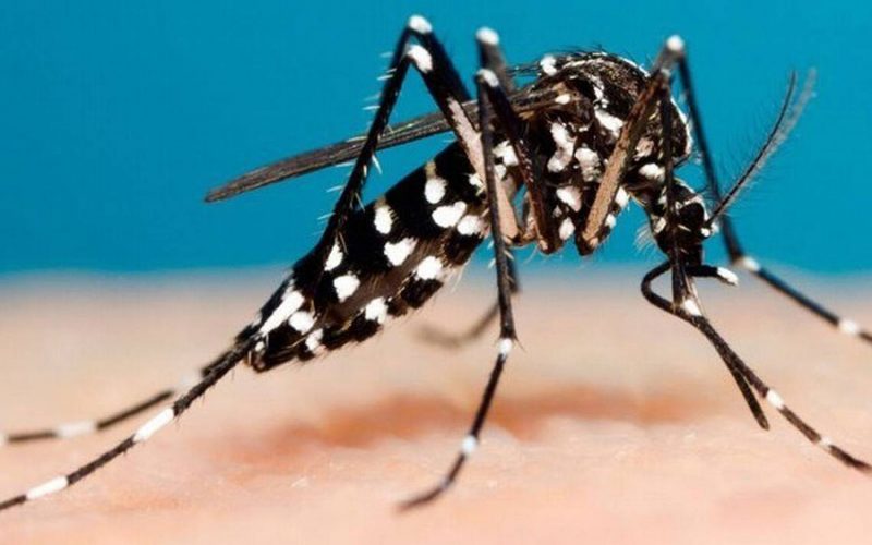 Dengue en Veracruz, IMSS hace recomendaciones