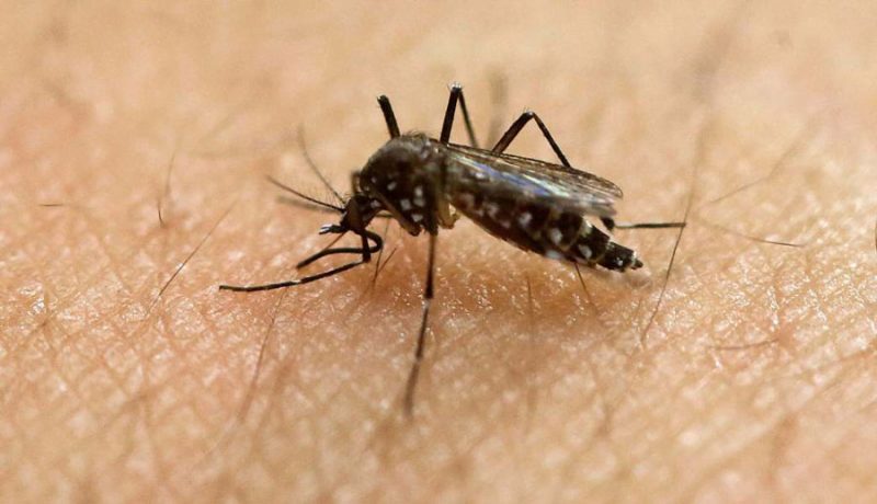 Dengue en Veracruz, aumentan los casos