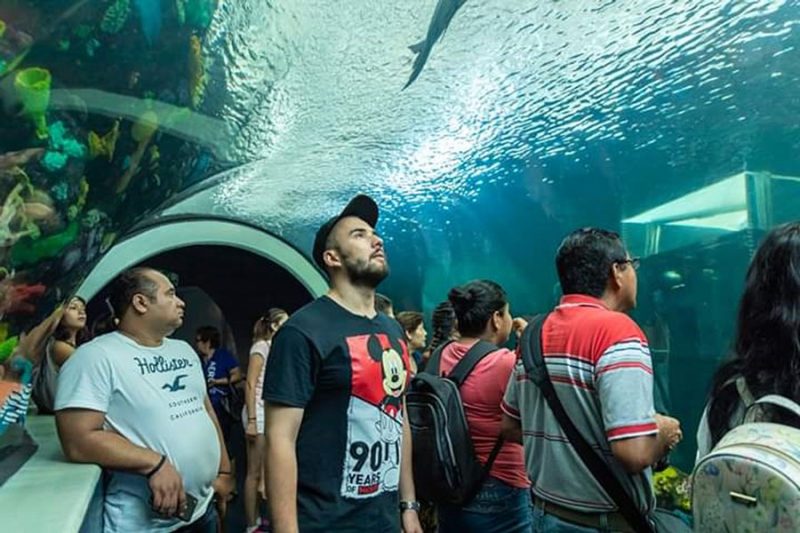 Acuario de Veracruz anuncia su posible apertura