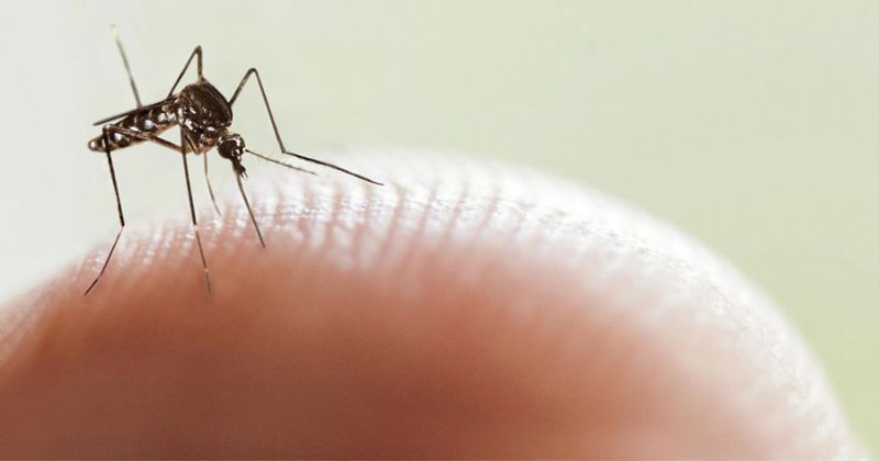 Dengue, piden reforzar medidas ante el virus