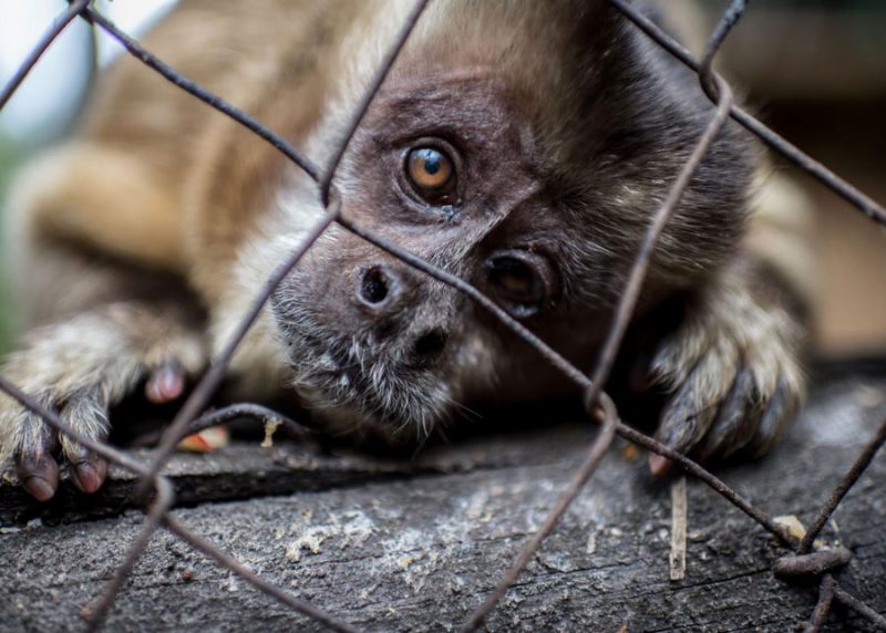 Por recortes al presupuesto, aumentaría tráfico de especies