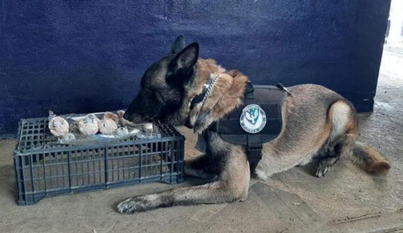 ¡Otra vez! Agentes caninos detectan droga en CAXA y CERESO