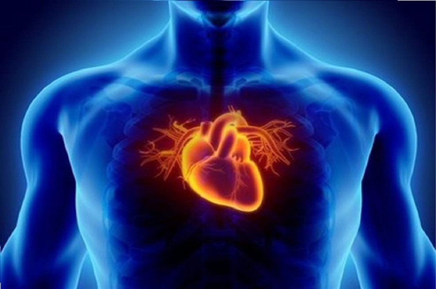 corazon