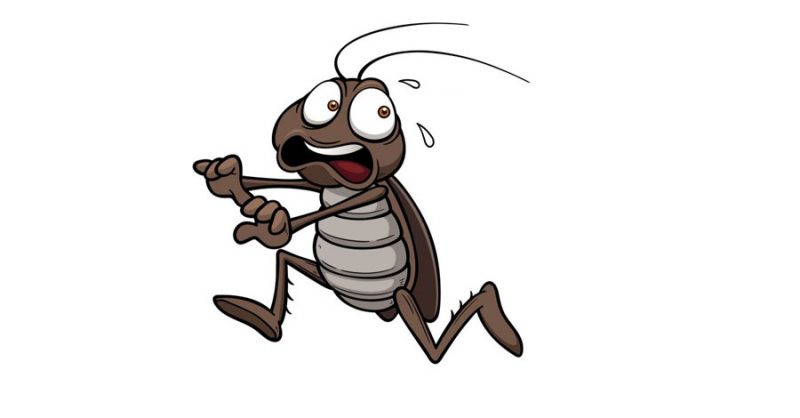 cucaracha_corre