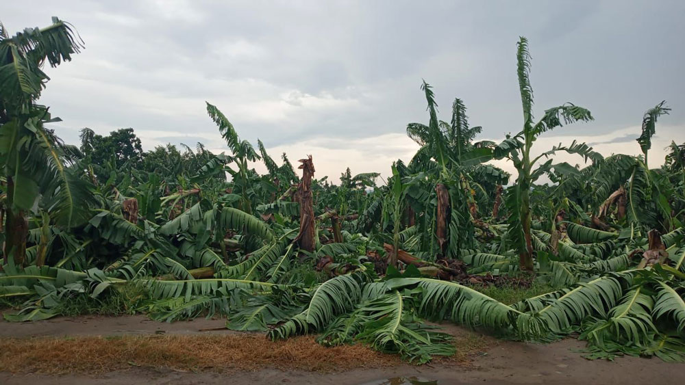 cultivo_platano_SanRafael