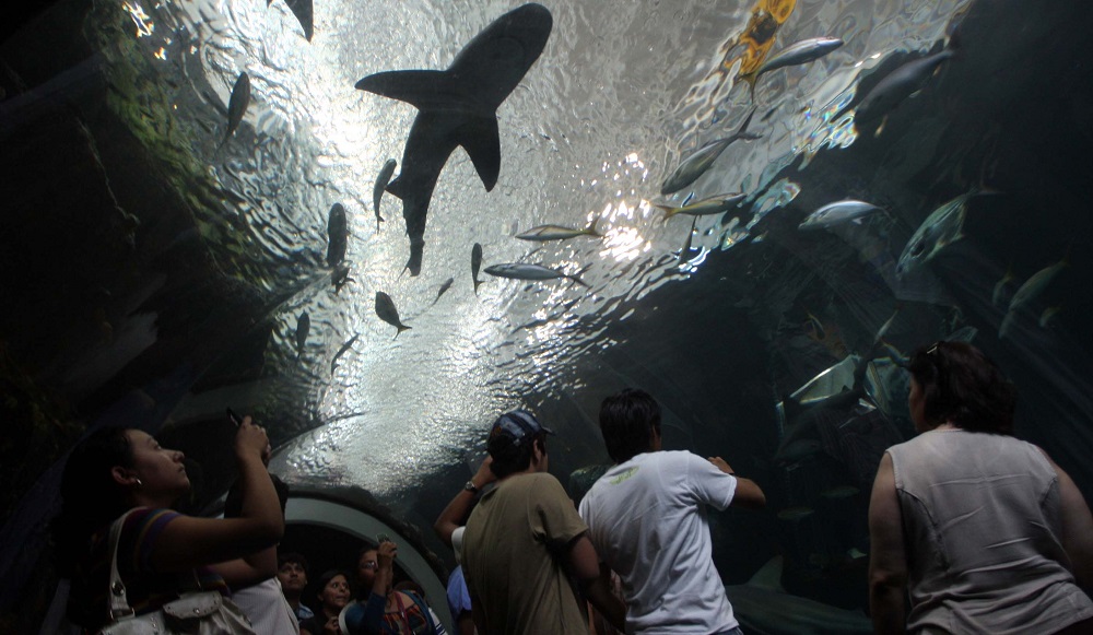 acuario-veracruz