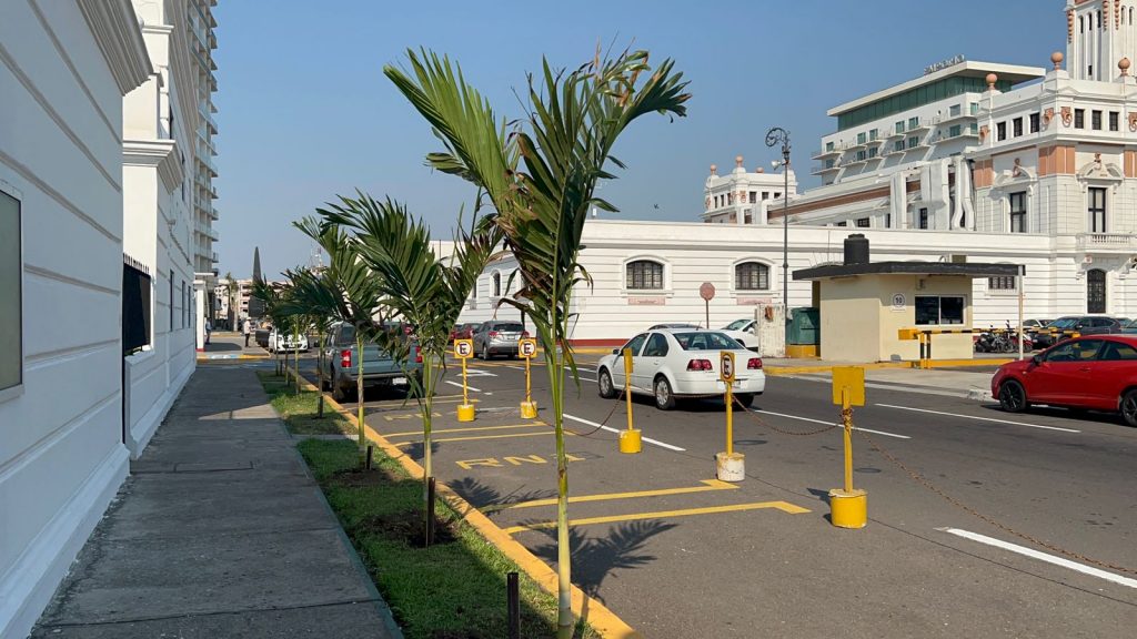 palmeras_centro
