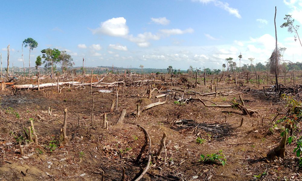 deforestacion