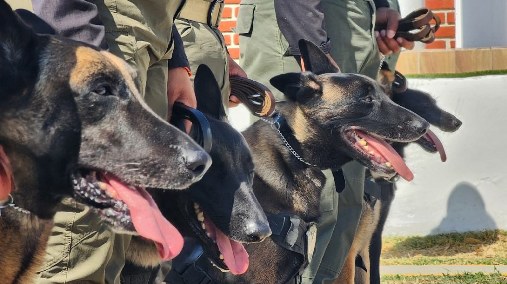 perros_fuerza