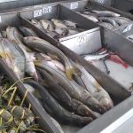 Pese a cuaresma, no repuntan ventas de pescados y mariscos