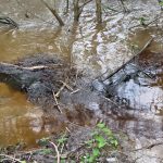 Cinco días sin agua en cuatro municipios de Veracruz por culpa de Pemex