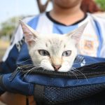 Aplicarán 400 dosis gratuitas de vacuna antirrábica en la ciudad de Veracruz