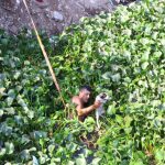 Protección Civil de Medellín rescata a cachorrita atrapada en el Arroyo Moreno