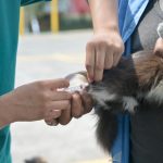 Refuerza Ayuntamiento de Veracruz salud pública con vacunación antirrábica en la ciudad
