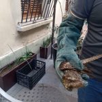 Ayuntamiento de Veracruz atiende rescate de ave en la zona centro