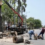 Retira Ayuntamiento de Veracruz árbol en camellón de Díaz Mirón por riesgo a la ciudadanía