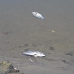 Atiende Ayuntamiento de Veracruz reporte por mortandad de peces en laguna Tarimoya