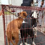 Con denuncia ante la Fiscalía, interviene Ayuntamiento de Veracruz en caso de presunto maltrato animal en Sotavento