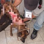 Resguarda Ayuntamiento de Veracruz a perrita víctima de maltrato en Lomas del Vergel