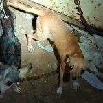 Resguarda Ayuntamiento de Veracruz dos caninas tras reporte por presunto maltrato animal