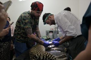 veterinarios