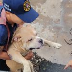 Rescatan Bomberos Municipales de Veracruz a siete perros durante incendio en casa habitación